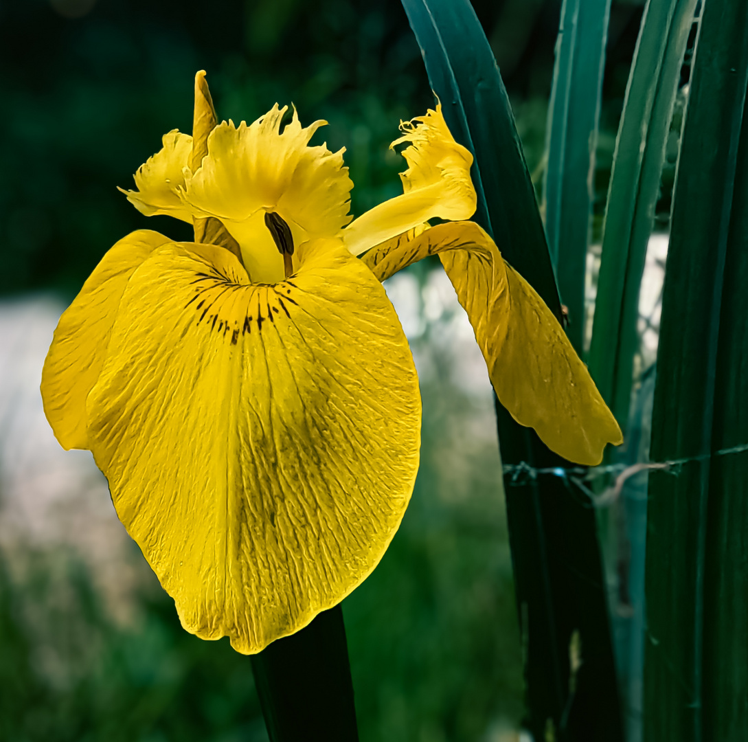 Sumpf-schwertlilie Iris pseudacorus