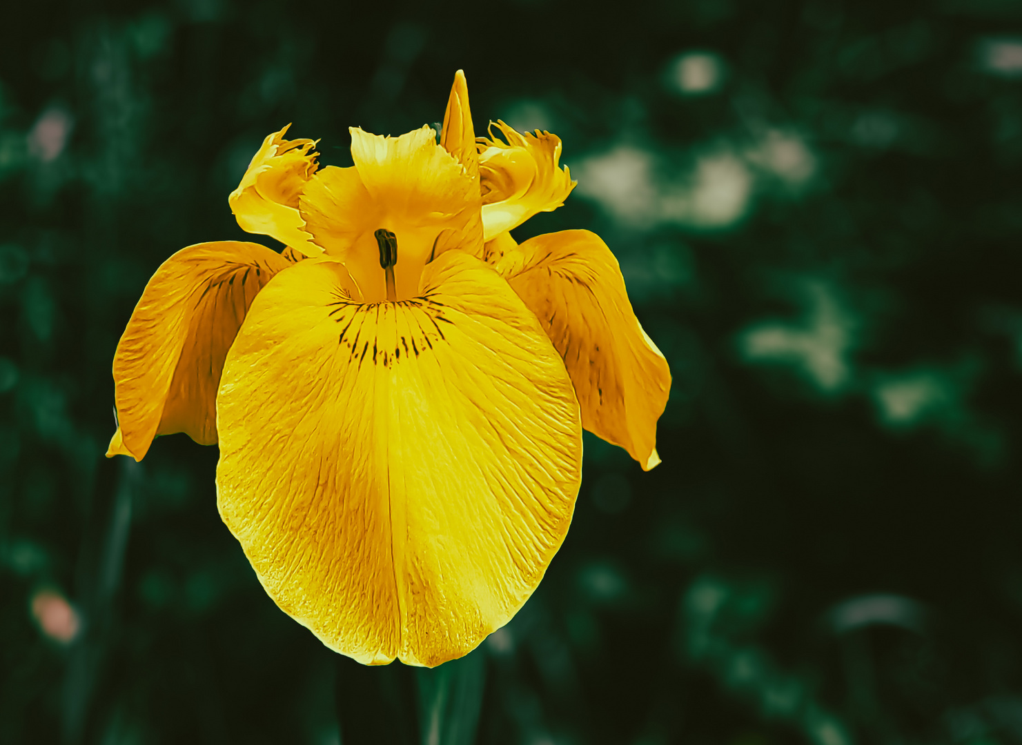 Sumpf-schwertlilie Iris pseudacorus