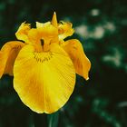 Sumpf-schwertlilie Iris pseudacorus