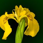 Sumpf-Schwertlilie (Iris pseudacorus)