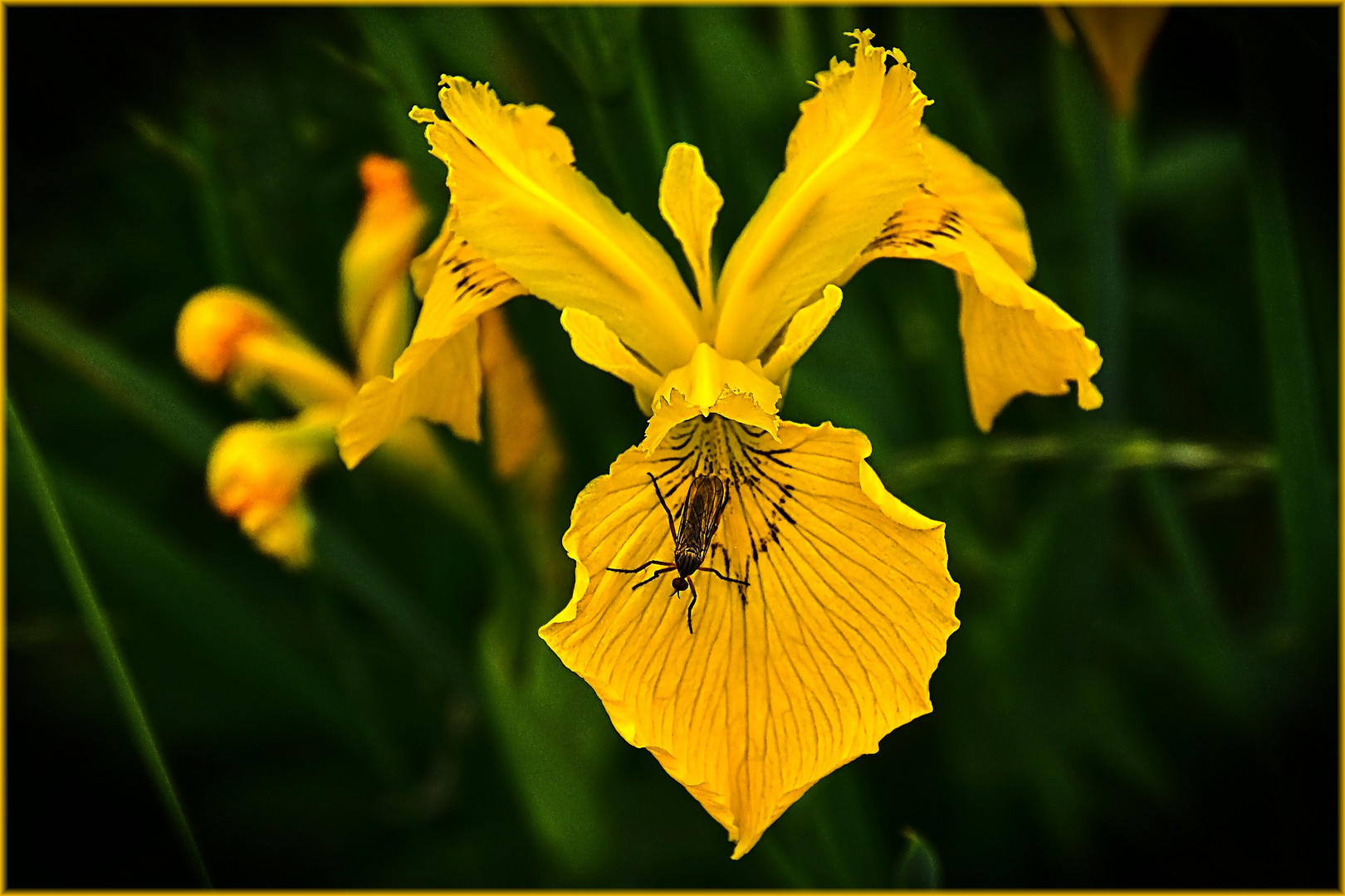 Sumpf-Schwertlilie (Iris pseudacorus)