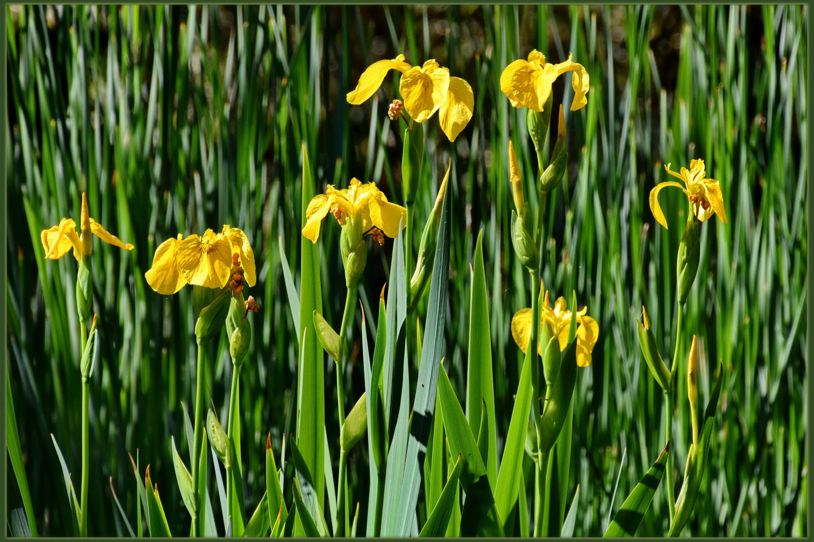 Sumpf-Schwertlilie (Iris pseudacorus)