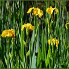 Sumpf-Schwertlilie (Iris pseudacorus)