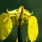 Sumpf-Schwertlilie (Iris pseudacorus)