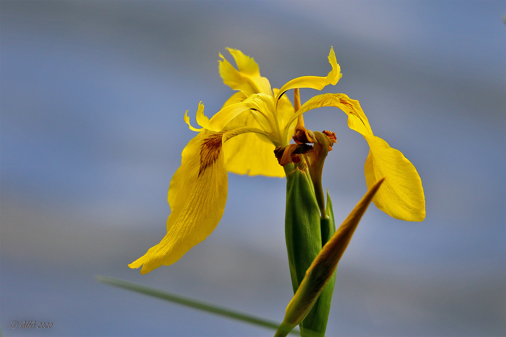 SumpfSchwertlilie (Iris pseudacorus) Foto & Bild pflanzen, pilze