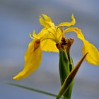 Sumpf-Schwertlilie (Iris pseudacorus) 