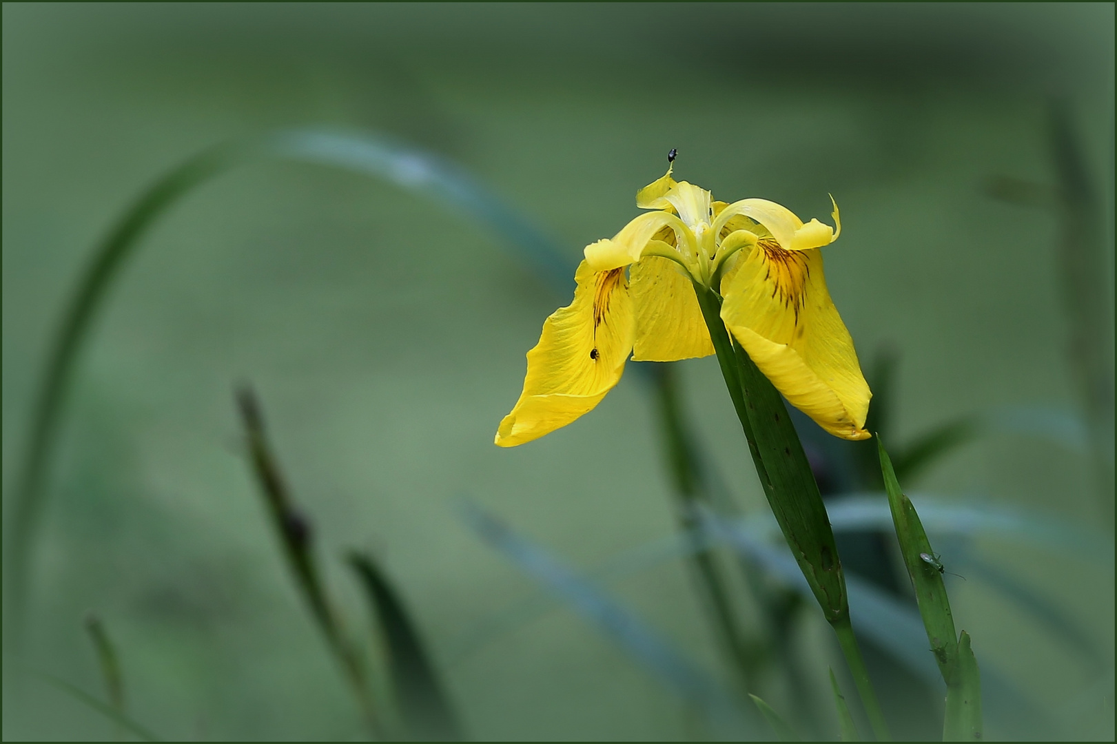 Sumpf-Schwertlilie (Iris pseudacorus).