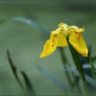 Sumpf-Schwertlilie (Iris pseudacorus).