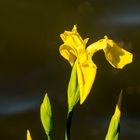 Sumpf-Schwertlilie (Iris pseudacorus)