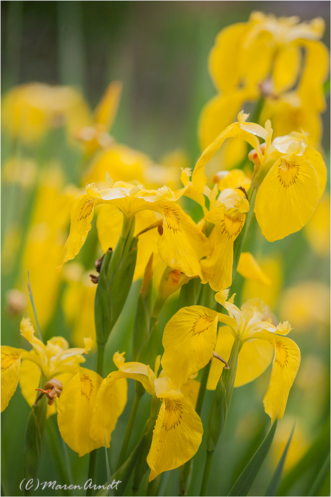 Sumpf-Schwertlilie (Iris pseudacorus)