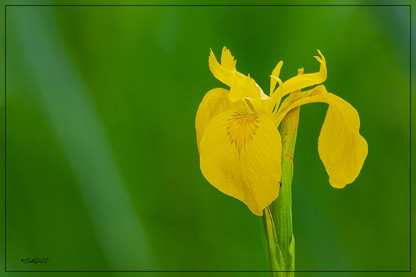 Sumpf-Schwertlilie (Iris pseudacorus)