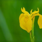 Sumpf-Schwertlilie (Iris pseudacorus)