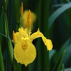 Sumpf-Schwertlilie (Iris pseudacorus) 