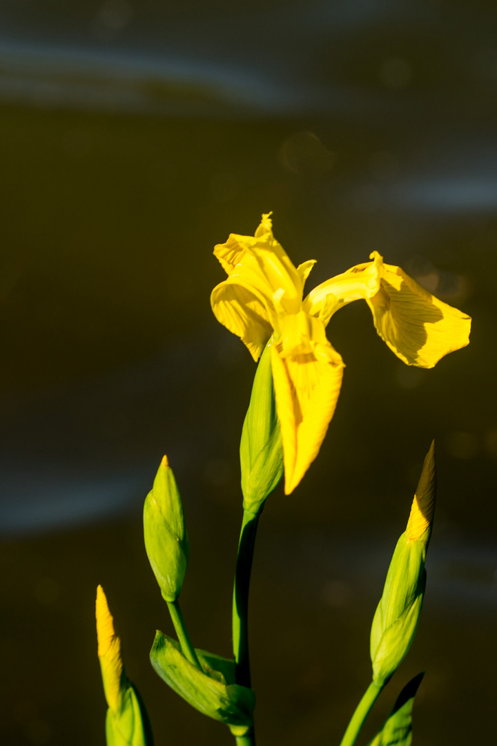 Sumpf-Schwertlilie (Iris pseudacorus)