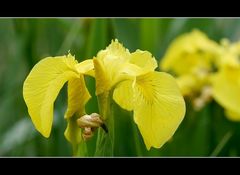 Sumpf-Schwertlilie (Iris pseudacorus)