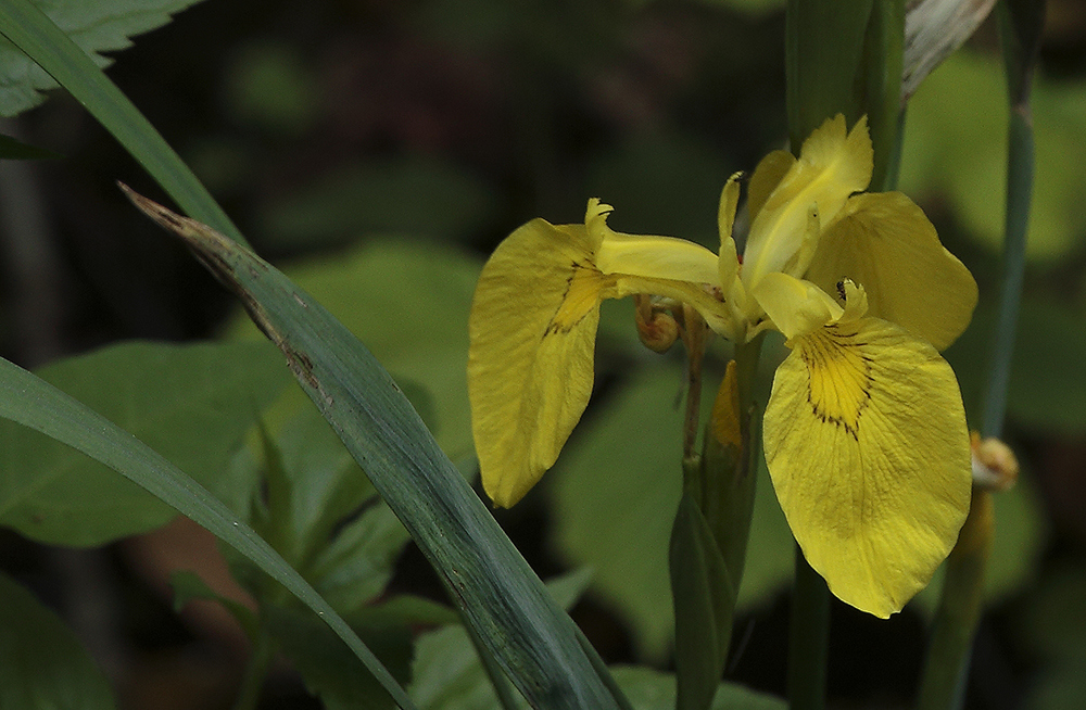 Sumpf-Schwertlilie (Iris pseudacorus)