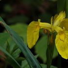 Sumpf-Schwertlilie (Iris pseudacorus)