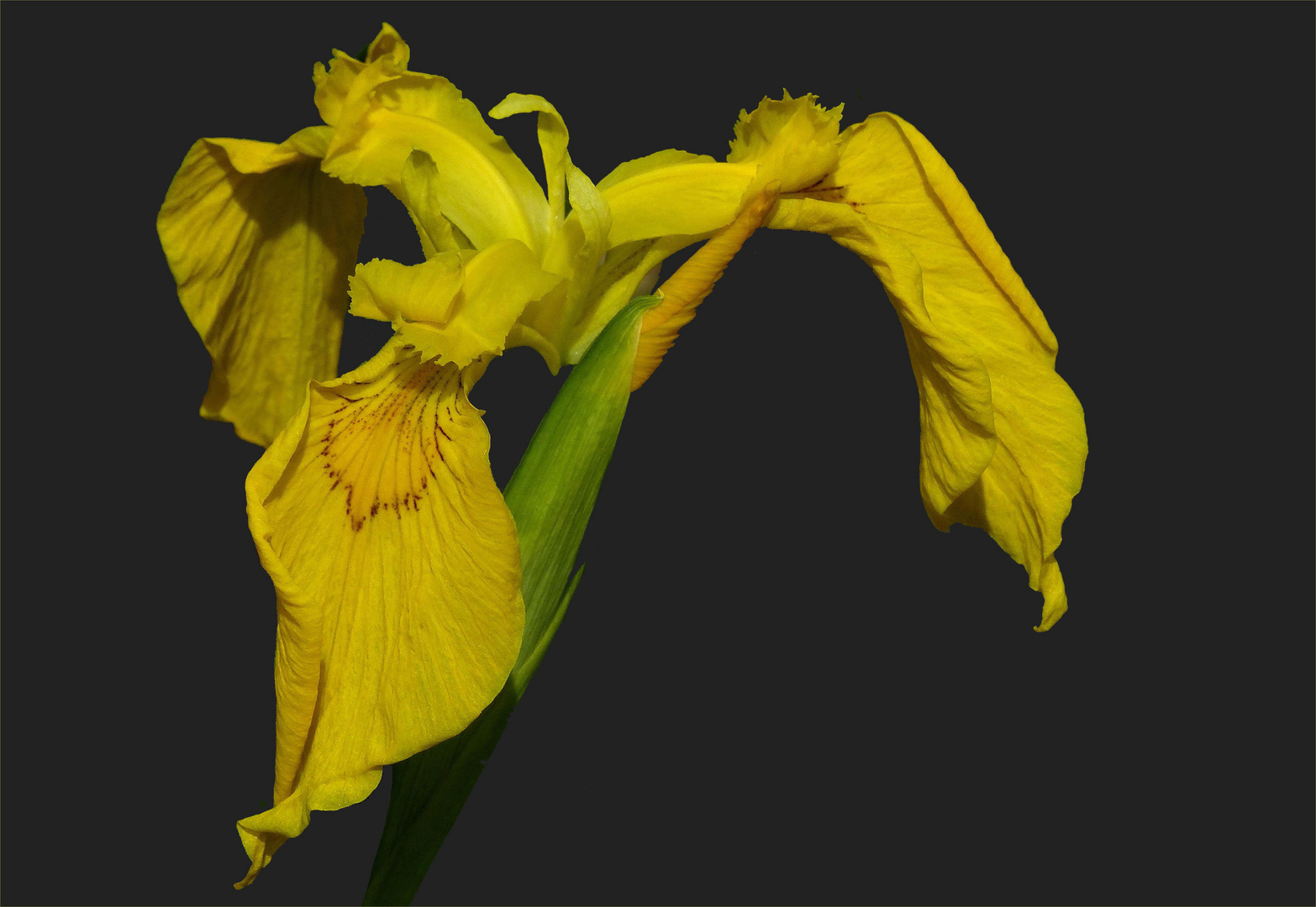 Sumpf-Schwertlilie (Iris pseudacorus) 
