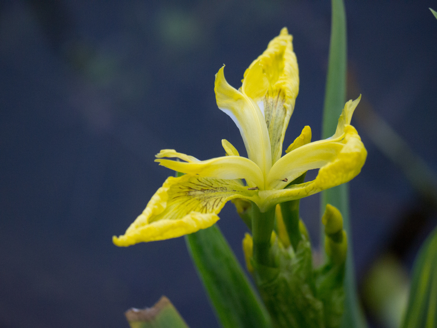 Sumpf-Schwertlilie (Iris pseudacorus) I