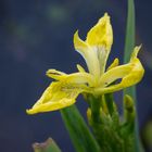 Sumpf-Schwertlilie (Iris pseudacorus) I