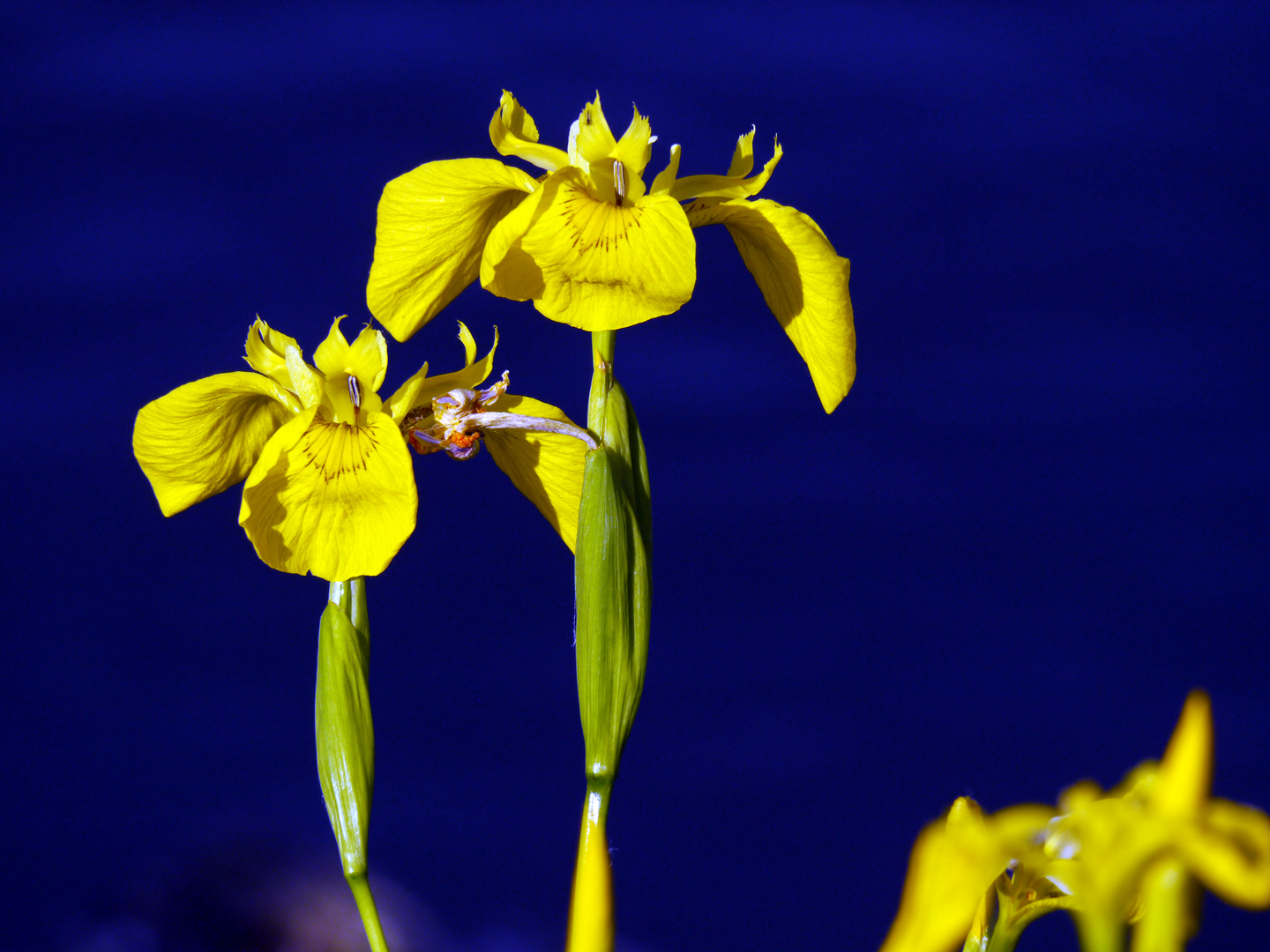 Sumpf-Schwertlilie (Iris pseudacorus) II