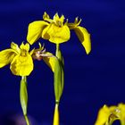 Sumpf-Schwertlilie (Iris pseudacorus) II