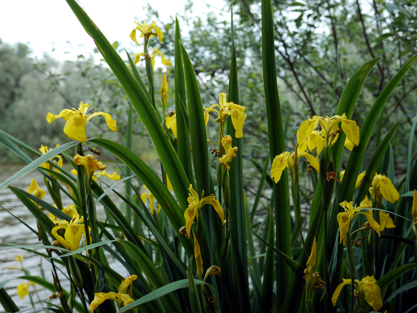 Sumpf-Schwertlilie (Iris pseudacorus) III