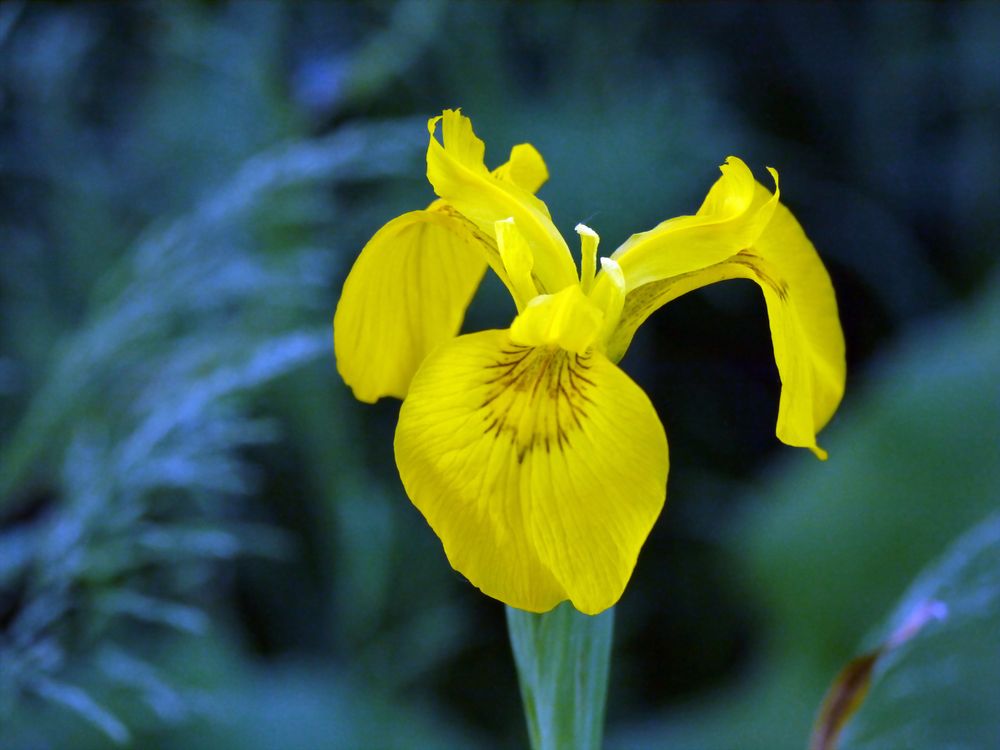 Sumpf-Schwertlilie (Iris pseudacorus) IV