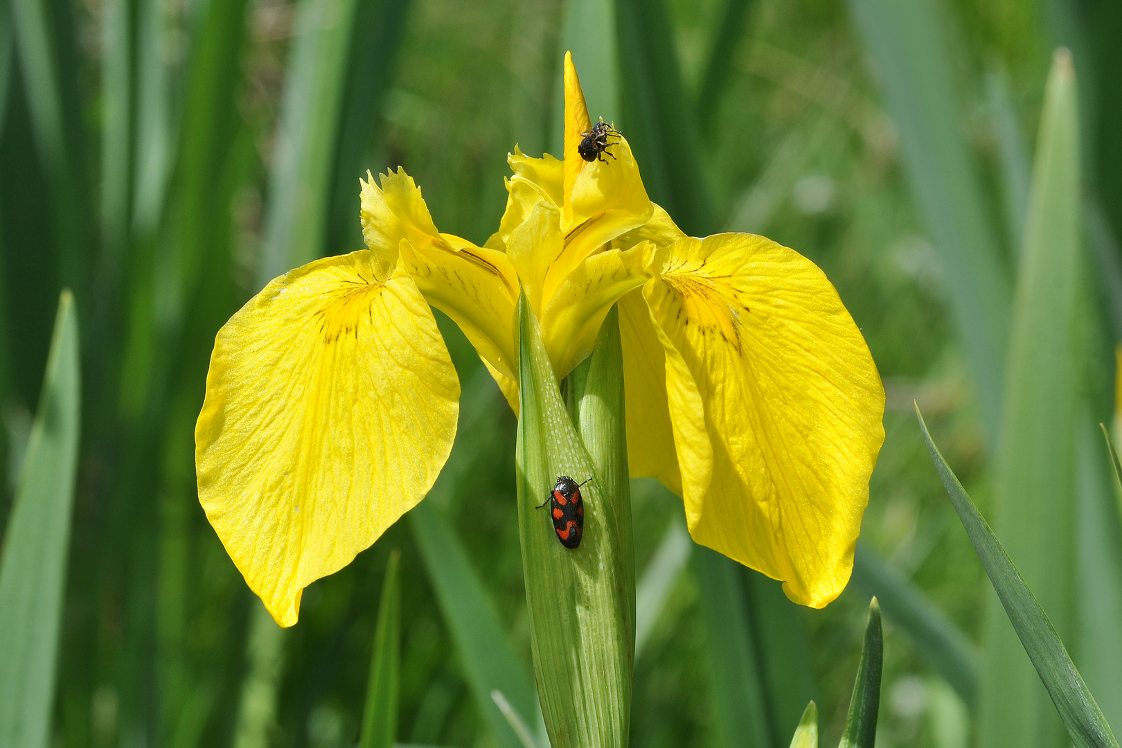 Sumpf-Schwertlilie (Iris pseudacorus) mit "Farbtupfer"