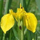 Sumpf-Schwertlilie (Iris pseudacorus) mit "Farbtupfer"