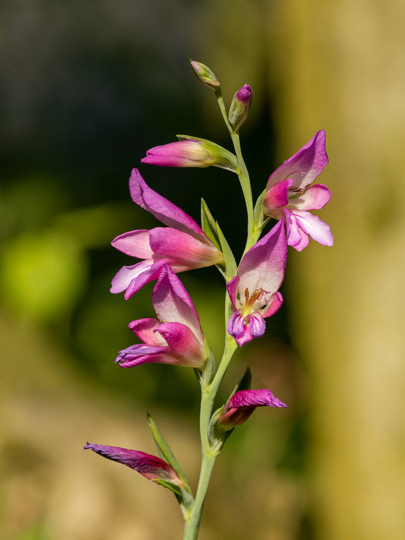 Sumpf-Siegwurz (Gladiolus palustris)