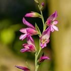 Sumpf-Siegwurz (Gladiolus palustris)