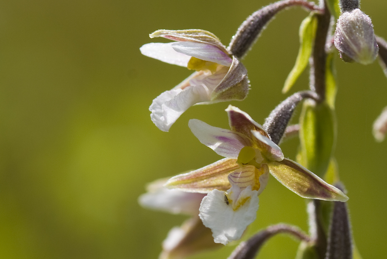 Sumpf-Sitter (Epipactis palustris)