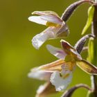 Sumpf-Sitter (Epipactis palustris)