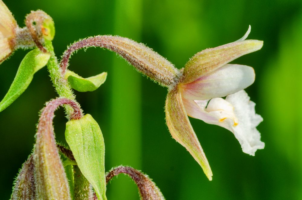 Sumpf-Ständelwurz (Epipactis palustris)