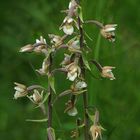 Sumpf-Stendelwurz, Echte Sumpfwurz, ( Epipactis palustris )