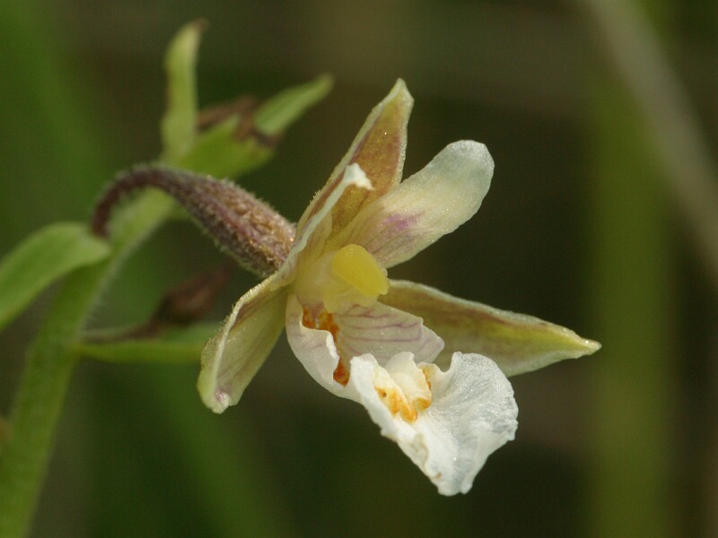 Sumpf-Stendelwurz (Epipactis pallustris)