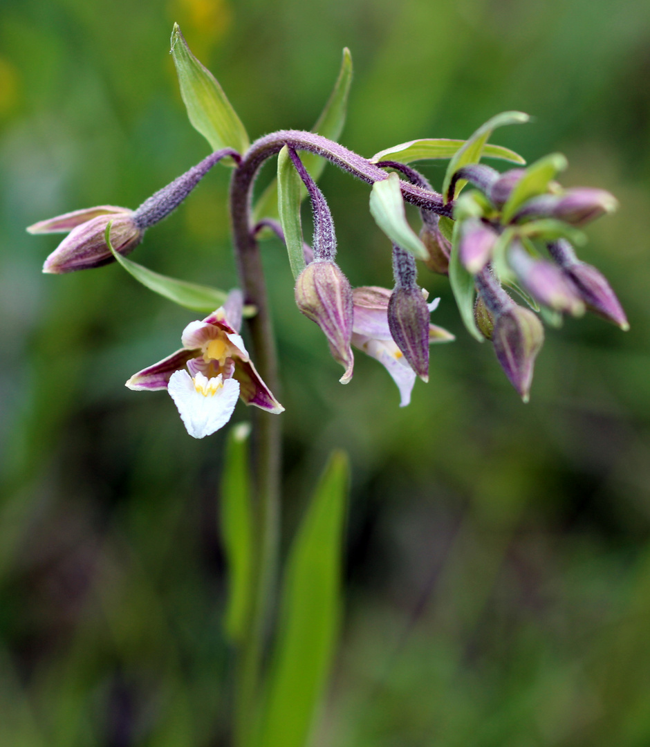 Sumpf-Stendelwurz (Epipactis palustris)