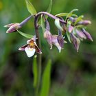 Sumpf-Stendelwurz (Epipactis palustris)