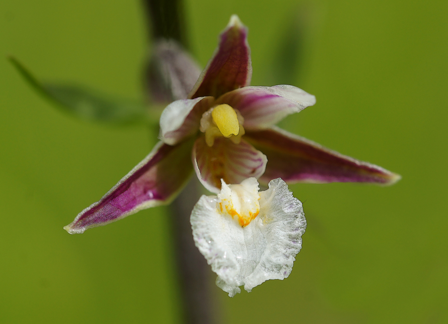  Sumpf-Stendelwurz   Epipactis palustris 