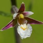  Sumpf-Stendelwurz   Epipactis palustris 