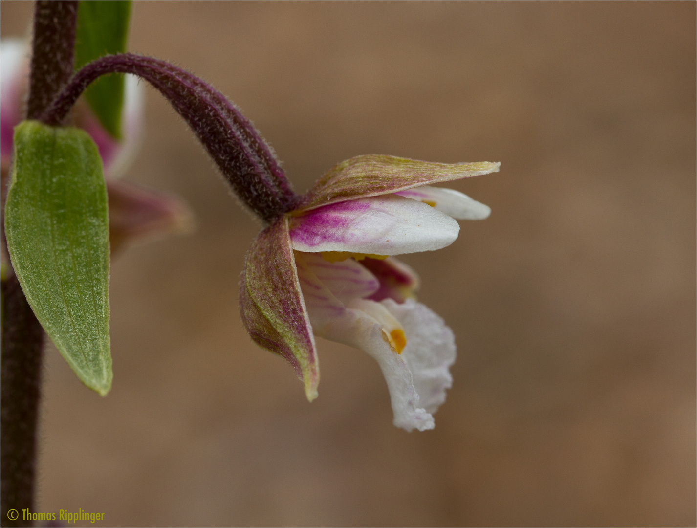 Sumpf-Stendelwurz (Epipactis palustris)....