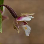 Sumpf-Stendelwurz (Epipactis palustris)....