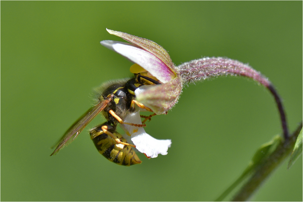 Sumpf-Stendelwurz   Epipactis palustris