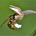 Sumpf-Stendelwurz   Epipactis palustris