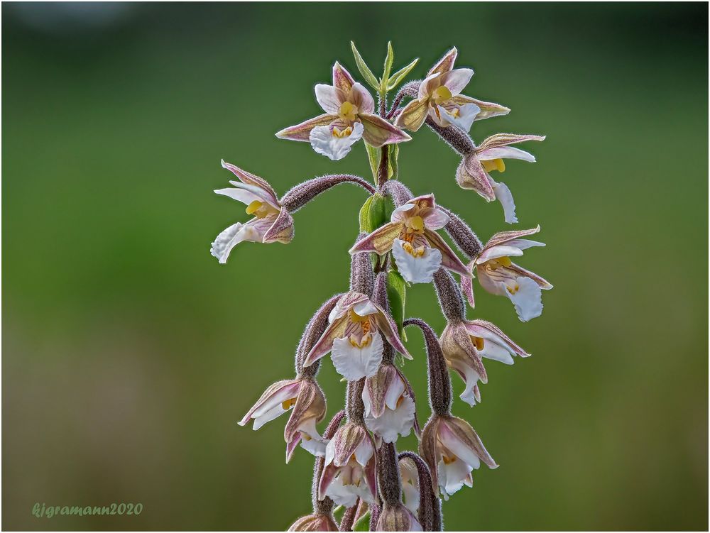 sumpf-stendelwurz (Epipactis palustris) ....