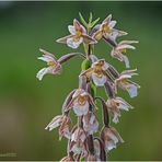 sumpf-stendelwurz (Epipactis palustris) ....