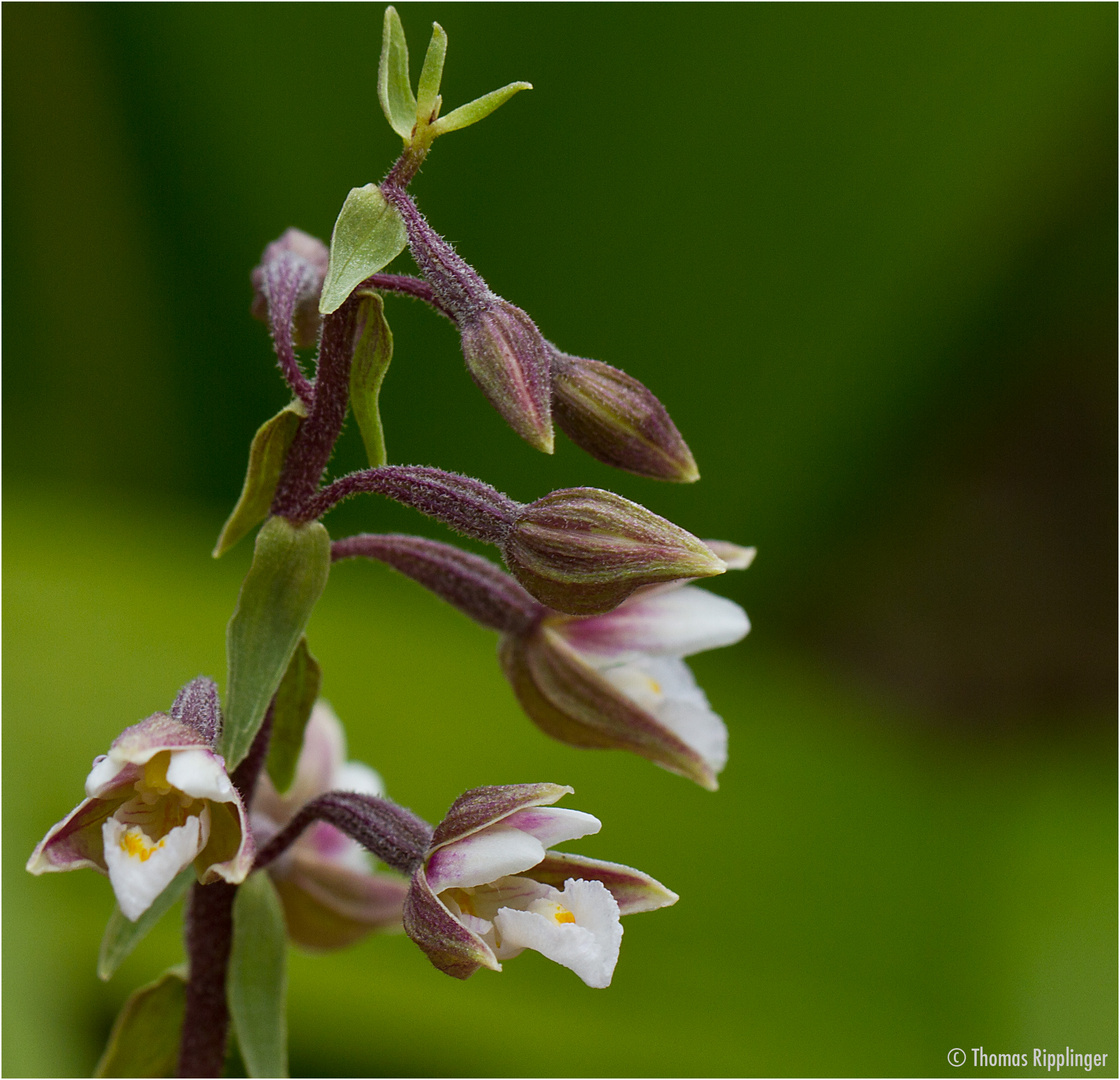 Sumpf-Stendelwurz (Epipactis palustris)