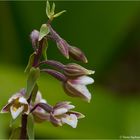 Sumpf-Stendelwurz (Epipactis palustris)