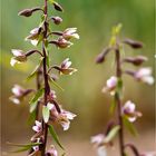 Sumpf-Stendelwurz (Epipactis palustris) .